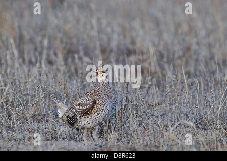 Sharp-tailed Grouse, Tympanuchus phasianellus a lek in Sandhills Nebraska USA Foto Stock