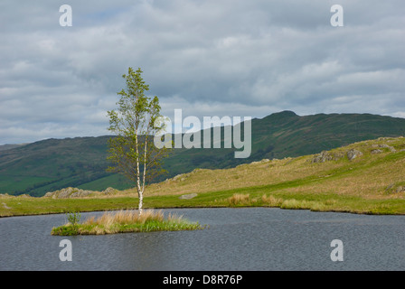 Lily Tarn, su Loughrigg Fell, vicino a Ambleside, Parco Nazionale del Distretto dei Laghi, Cumbria, England Regno Unito Foto Stock