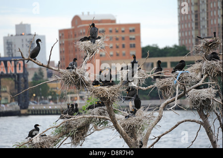 Doppio cormorani crestato su U Thant Isola nell'East River tra Manhattan e Brooklyn in New York City. Foto Stock