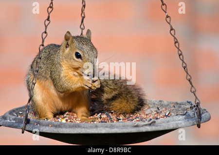 Giovane Volpe scoiattolo (Sciurus niger) seduto sul bird feeder e mangiare le sementi Foto Stock