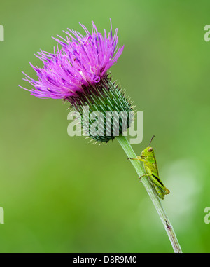 Giovani, minuscoli grasshopper seduti su un cardo stelo di fiori selvaggi. Soft sfondo verde. Foto Stock