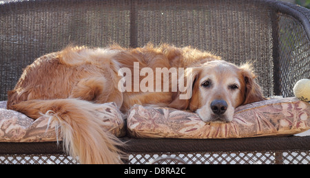 Maschio Senior golden retriever posa su un amore di vimini sede fuori dopo a giocare con la sua palla da tennis. Palla da tennis in foto. Foto Stock