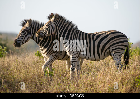 La Burchell zebre riproduzione (Equus burchellii), Zulu Nyala Game Reserve, Sud Africa Foto Stock