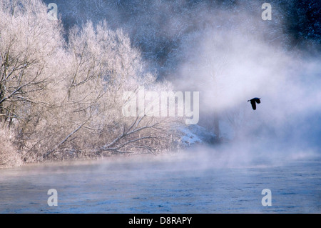 Heron flying over the river Wye on a freezing morning  at  Monmouth Foto Stock