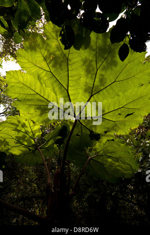 Grandi foglie in La Amistad national park, Chiriqui provincia, Repubblica di Panama. Altitudine di circa 2500 m. Foto Stock