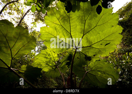 Grandi foglie in La Amistad national park, Chiriqui provincia, Repubblica di Panama. Altitudine di circa 2500 m. Foto Stock