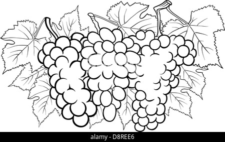 Bianco e Nero Cartoon illustrazione di tre grappoli di uva o frutta Grapevine Food Design per il libro da colorare Foto Stock