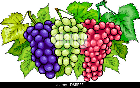 Cartoon illustrazione di tre grappoli di bianco e rosso e nero o blu uva o frutta Grapevine Food Design Foto Stock