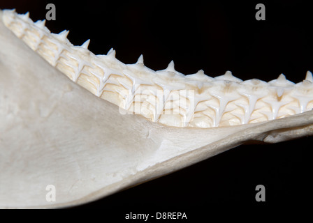 Denti di squalo Foto Stock