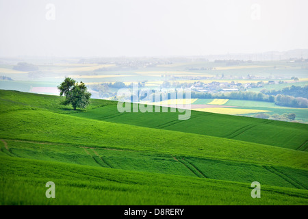 Albero su una bella campagna verde con i campi e la nebbia in background Foto Stock