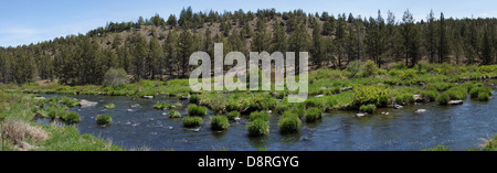 Panorama - foresta di conifere lungo il fiume Deschutes nell'alto deserto di Oregon centrale, nei pressi di Redmond. Foto Stock