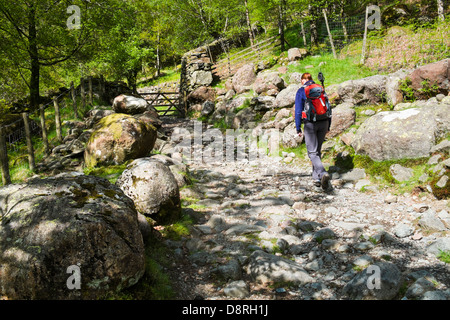 Una femmina di escursionisti a piedi attraverso i boschi vicino Alisongrass Hoghouse vicino Stonethwaite nel distretto del lago. Foto Stock