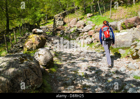 Una femmina di escursionisti a piedi attraverso i boschi vicino Alisongrass Hoghouse vicino Stonethwaite nel distretto del lago. Foto Stock