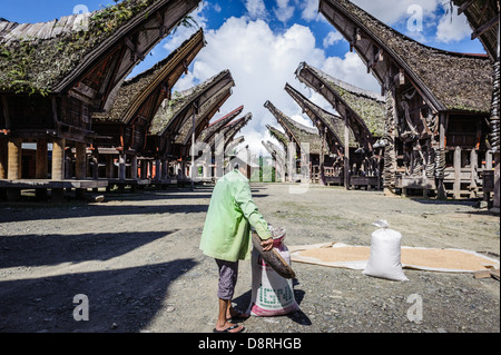 Donna di riso di asciugatura sul pavimento, Tana Toraja, Sulawesi, Indonesia Foto Stock