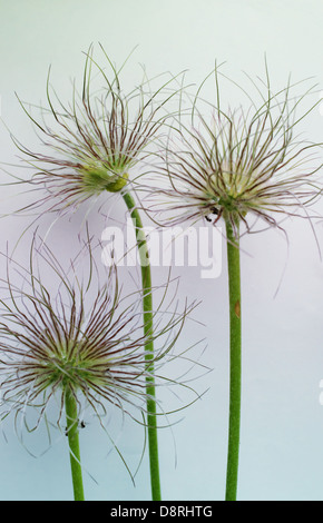 Pulsatilla Foto Stock