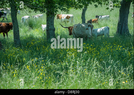 Bestiame Longhorn nei lussureggianti campi di tarda primavera a cane Creek Valley, Fletcher, North Carolina, vicino ad Asheville. (USA) Foto Stock