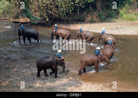 Gli elefanti dopo i loro bagni di Chiang Dao Elephant Camp in Chiang Mai, Thailandia. Foto Stock