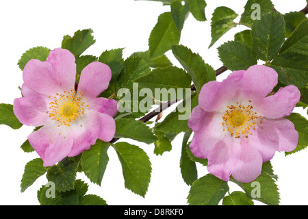 Il ramo briar rose sviluppato con fiore rosa Foto Stock