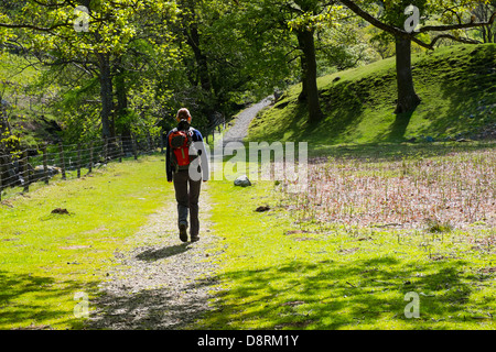 Una femmina di escursionisti a piedi attraverso i boschi vicino Alisongrass Hoghouse vicino Stonethwaite nel distretto del lago. Foto Stock