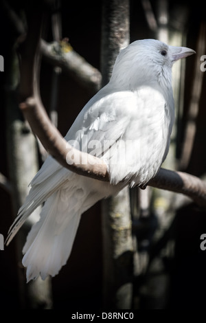 Albino Bianchi crow siede sulla struttura della foresta. Classica russa metafora di un insolito Foto Stock