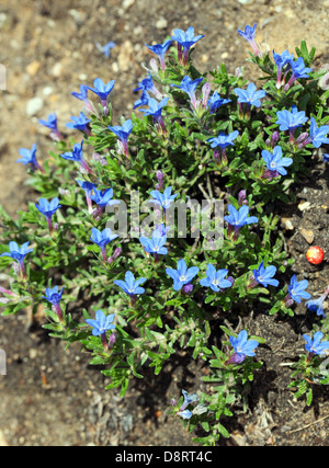 Lithodora diffusa "blu celeste " Fiori e pianta REGNO UNITO Foto Stock