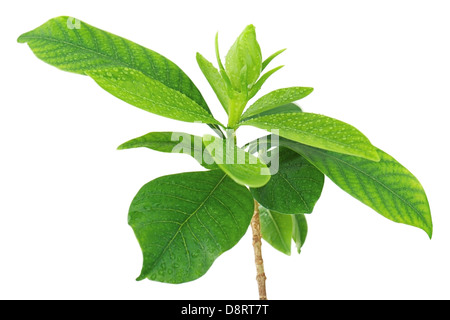 Fiore di Gardenia (Gardenia jasminoides) isolato su sfondo bianco. Primo piano. Foto Stock