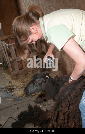 La tosatura delle pecore donna cesoie a Welsh pecora nera Foto Stock