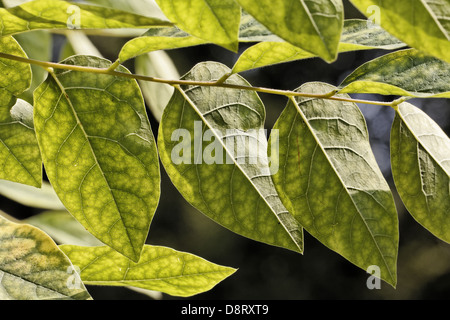 Gymnocladus dioicus, Kentucky Coffeetree Foto Stock