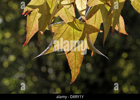 Liquidambar styraciflua, Redgum, dolce-gum Foto Stock