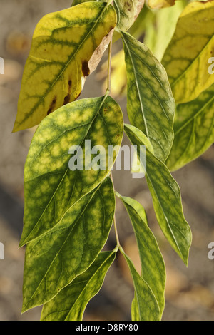 Gymnocladus dioicus, Kentucky Coffeetree Foto Stock