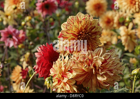 Dahlia 'Funny Face", Pompon Dahlia Foto Stock