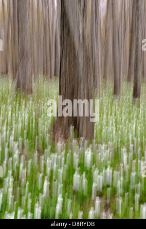 Triliums che fiorisce in un woodlot Manitoulin Island impressionistica approccio fotografia- vicino a Bowser's Corner Ontario Canada Foto Stock