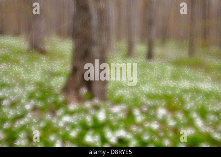 Triliums che fiorisce in un woodlot Manitoulin Island impressionistica approccio fotografia- vicino a Bowser's Corner Ontario Canada Foto Stock