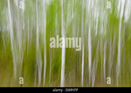 Bianco bosco di betulle il movimento della telecamera superiore Sudbury Ontario Canada Foto Stock