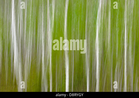 Bianco bosco di betulle il movimento della telecamera superiore Sudbury Ontario Canada Foto Stock