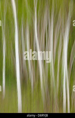 Bianco bosco di betulle il movimento della telecamera superiore Sudbury Ontario Canada Foto Stock