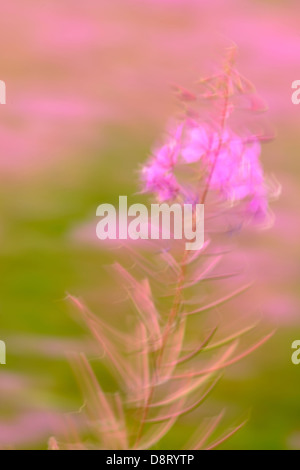 Fireweed fiori al vento maggiore Sudbury Ontario Canada Foto Stock