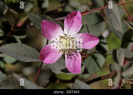 Rosa glauca, rosso-lasciava in rosa, Redleaf Rose Foto Stock