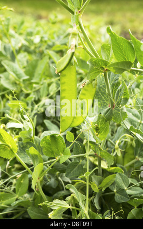 I giovani di piselli verdi in giardino. Foto Stock