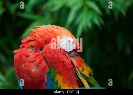 Un scarlet macaw mantiene una diffida occhio su i passanti. Foto Stock