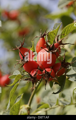 Rosa villosa, Apple rosa, rosa selvatica, haws Foto Stock