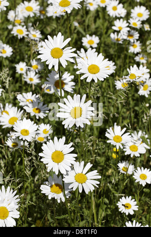 Leucanthemum vulgare, Oxeye daisy, Marguerite Foto Stock