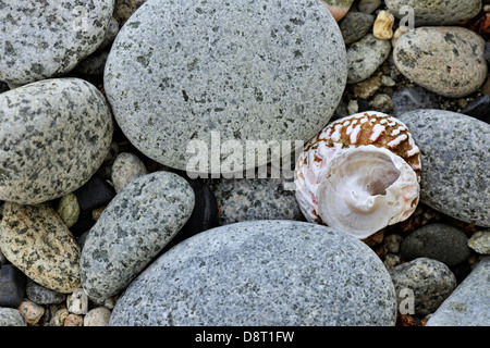 Spiaggia di pietre su Burnaby Isola Haida Gwaii Queen Charlotte Islands Gwaii Haanas National Park della Columbia britannica in Canada Foto Stock