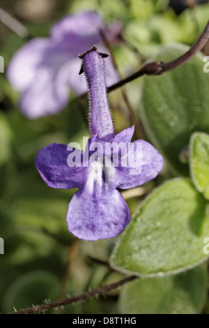 Streptocarpus saxorum, Primula del Capo Foto Stock