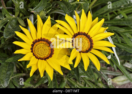 Gazania rigens Kiss giallo fiore del Tesoro Foto Stock