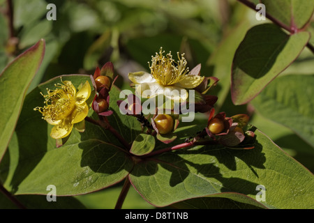 Hypericum androsaemum, Tutsan Foto Stock