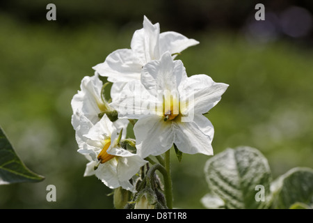 Solanum tuberosum, patata Hansa Foto Stock