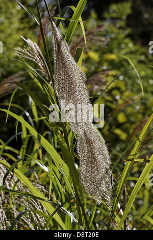 Miscanthus sinensis, Cinese di erba di argento Foto Stock