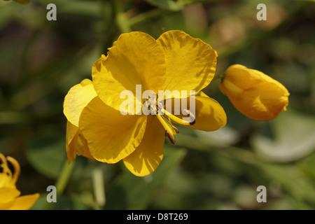 Senna corymbosa, Argentine Senna, albero Senna Foto Stock