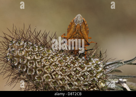 Carpocoris mediterraneus, Stink bug Foto Stock